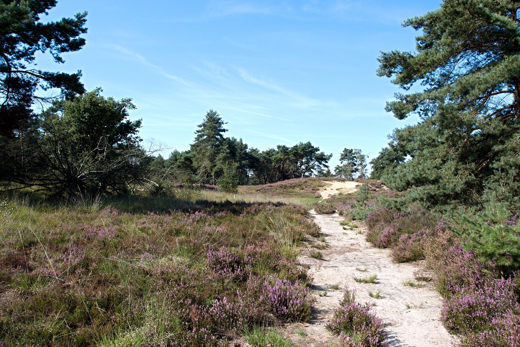 kalmhoutese heide hei hdr natuurgebied natuur landschap natuurpark natuurreservaat wandelen heidegebied bossen vennen